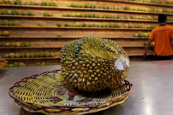 si bolang durian, ucok durian, kuliner medan
