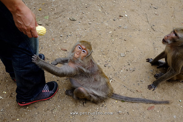 khao luang cave, goa khao luang, amphawa floating market, thailand, pasar terapung thailand, sleeping buddha