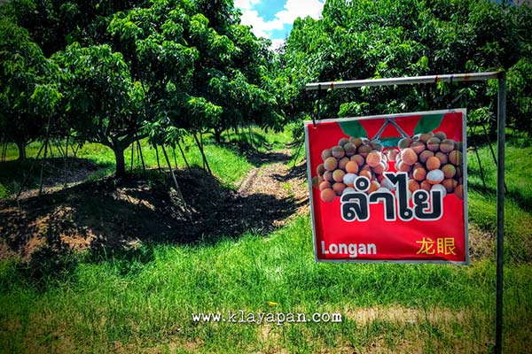 garden suphattra, rayong fruit farm, lamai fruit, thai fruits photos, thai sour fruit, red spiky thai fruit, in season fruit thailand, oranges thai, pusa thai fruit, suphattra fruit garden pattaya, supatra fruit garden pattaya, suphattra land rayong fruit garden, kebun buah suphattra, kebun buah di thailand, wisata thailand