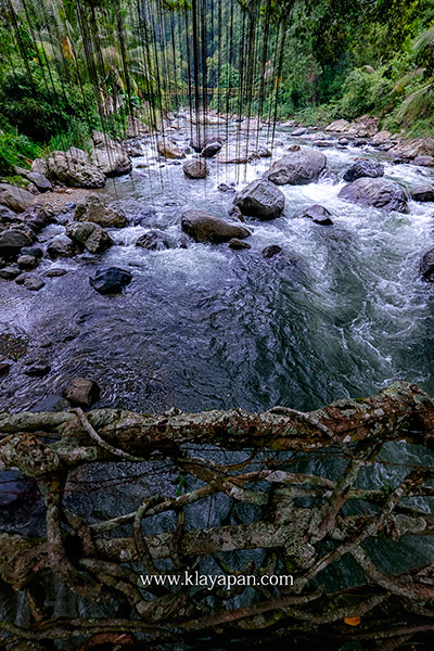 jembatan akar di sumatera barat