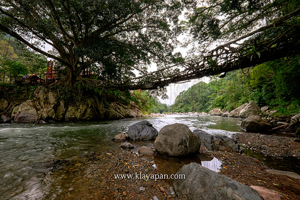 jembatan akar di sumatera barat