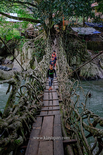 jembatan akar di sumatera barat jembatan akar di sumatera barat