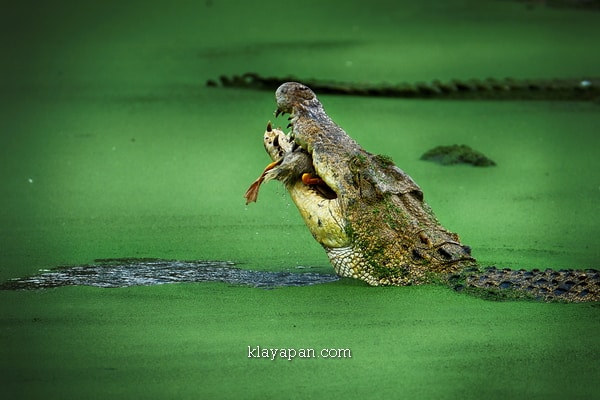 wisata kota medan, wisata kota medan malam hari, wisata kota medan 2019, wisata kota medan sumatera utara, wisata kota medan 2018, wisata kota medan terdekat, wisata kota medan dan sekitarnya, wisata di kota medan, tempat wisata kota medan, destinasi wisata kota medan, objek wisata kota medan, wisata alam di kota medan, apa saja wisata kota medan, wisata bagus kota medan, wisata paling bagus di kota medan, wisata keren kota medan, tempat wisata di kota medan yang lagi hits, wisata terdekat di kota medan, wisata terdekat dari kota medan, wisata terbaik di kota medan, wisata terkenal di kota medan, wisata terindah di kota medan, tempat wisata wajib kota medan, tempat wisata wajib di kota medan, wisata wajib kota medan, taman buaya asam kumbang, taman buaya asam kumbang medan, taman buaya asam kumbang sunggal, sejarah taman buaya asam kumbang, taman buaya medan asam kumbang kota medan sumatera utara, taman penangkaran buaya asam kumbang, tiket masuk taman buaya asam kumbang, jalan menuju taman buaya asam kumbang, harga tiket masuk taman buaya asam kumbang, kontak taman buaya asam kumbang medan