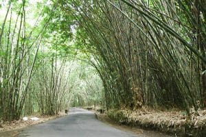 hutan bambu penglipuran
