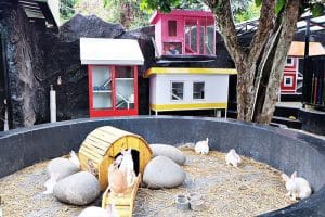 rabbit town