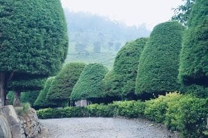 bukit jamur ciwidey, jalan menuju bukit jamur ciwidey, tiket masuk bukit jamur ciwidey 2022, tiket masuk bukit jamur ciwidey, lokasi bukit jamur ciwidey, penginapan bukit jamur ciwidey, wisata ciwidey, bukit jamur bengkayang, harga tiket ciwidey 2022