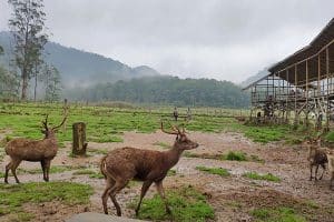 ranca upas, ranca upas camping harga, pengelola ranca upas, onsen ranca upas, ranca upas camping, ranca upas, glamping, ranca upas hotel, fasilitas ranca upas, tiket masuk ranca upas
