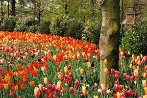 tempat wisata belanda family 100, tempat wisata belanda ica ica, nama kota wisata di belanda, pariwisata di belanda, tempat terkenal di belanda, apa yang terkenal di belanda, tempat wisata di belanda saat musim dingin, wisata belanda di indonesia, tempat wisata belanda, wisata belanda, desa kinderdijk, kanal amsterdam, taman bunga kuekenhof