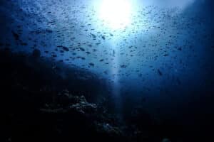 Pengalaman menyelam di Wakatobi, Keindahan bawah laut Wakatobi, Wisata alam di Wakatobi, Pulau Wakatobi, destinasi wisata baru, Wisata budaya di Wakatobi, Wakatobi, surga bagi penyelam, Eksplorasi kekayaan alam Wakatobi, Penginapan di Wakatobi, Aktivitas di Wakatobi, Wakatobi, pulau tersembunyi di Sulawesi Tenggara