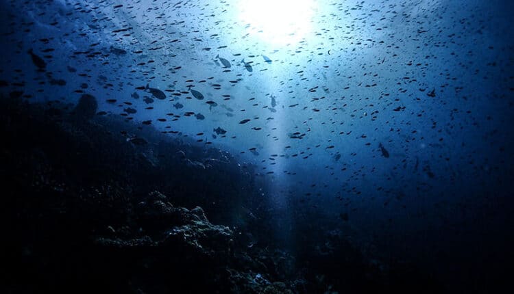 Pengalaman menyelam di Wakatobi, Keindahan bawah laut Wakatobi, Wisata alam di Wakatobi, Pulau Wakatobi, destinasi wisata baru, Wisata budaya di Wakatobi, Wakatobi, surga bagi penyelam, Eksplorasi kekayaan alam Wakatobi, Penginapan di Wakatobi, Aktivitas di Wakatobi, Wakatobi, pulau tersembunyi di Sulawesi Tenggara