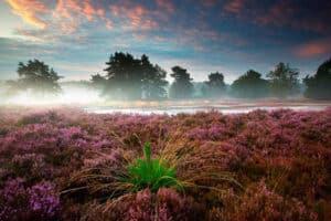 keindahan alam, hoge kempen, kegiatan di alam terbuka, objek wisata alam, berpetualang alam, Taman Nasional Hoge Kempen, Hoge Kempen, Keunikan Taman Nasional Hoge Kempen, Keindahan Hoge Kempen, Wisata Eropa, Tempat Wisata di Belgia, Peta Wisata Hoge Kempen, Pulau Wisata Hoge Kempen